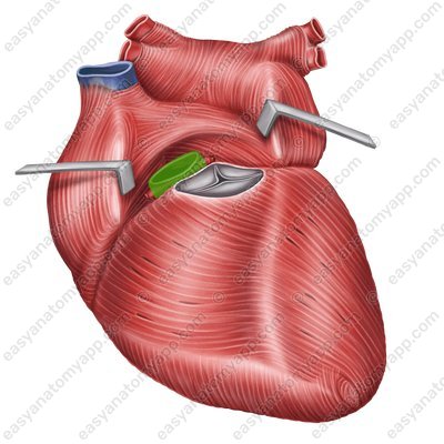 Аорта (aorta)